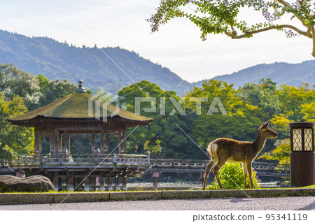 Nara Park, Ukimido and nestling deer, early autumn morning Nara Park, Ukimido and nestling deer, early autumn morning 95341119