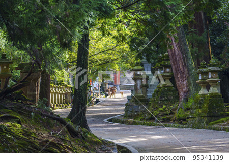 A quiet approach to Kasuga Taisha Shrine. The second torii gate is faintly visible [Nara Park] 95341139