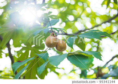 七葉樹樹林 七葉樹樹林 95341144