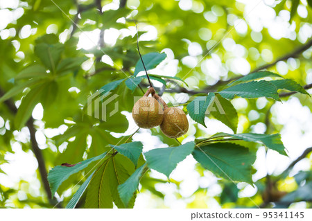 七葉樹樹林 七葉樹樹林 95341145