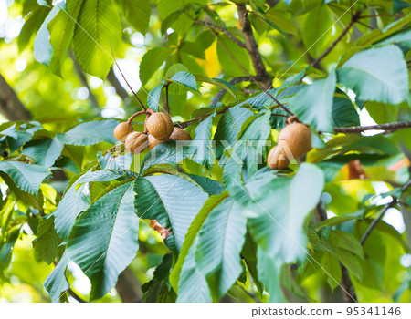 七葉樹樹林 七葉樹樹林 95341146