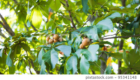 七葉樹樹林 95341148