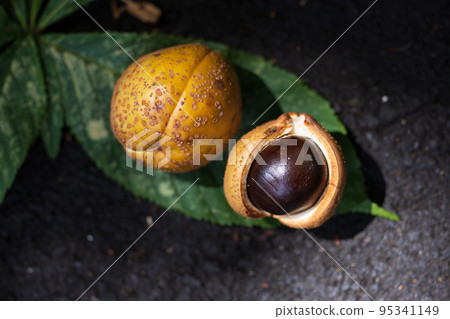 Horse chestnut tree forest Horse chestnut tree forest 95341149