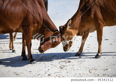 cows play on the beach near the water 95341512