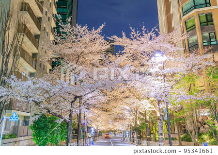 [Urban landscape of Tokyo] Night cherry blossoms in full bloom around Akasaka Sakurazaka 95341661
