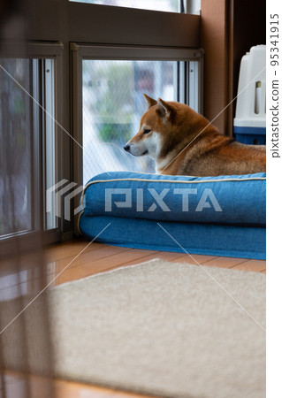 Shiba Inu to answer Shiba Inu to answer 95341915