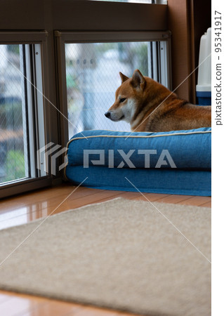 Shiba Inu to answer Shiba Inu to answer 95341917