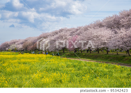Saitama Prefecture Satte Gongendo Sakura Tsutsumi / Cherry blossoms in full bloom and field of rape blossoms Saitama Prefecture Satte Gongendo Sakura Tsutsumi / Cherry blossoms in full bloom and field of rape blossoms 95342423