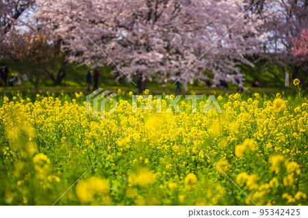 Saitama Prefecture Satte Gongendo Sakura Tsutsumi / Cherry blossoms in full bloom and field of rape blossoms Saitama Prefecture Satte Gongendo Sakura Tsutsumi / Cherry blossoms in full bloom and field of rape blossoms 95342425