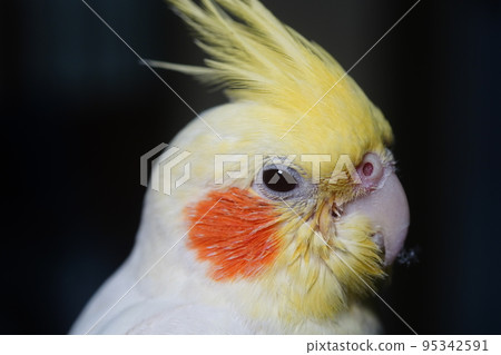 玄鳳 玄鳳 95342591