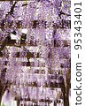 Wisteria trellis in early summer 95343401