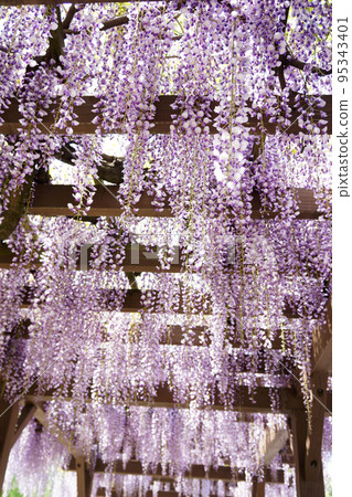 Wisteria trellis in early summer 95343401
