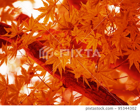 Autumn leaves Autumn leaves 95344302