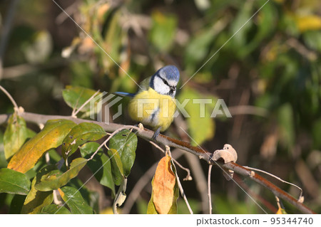 The Eurasian blue tit (Cyanistes caeruleus) 95344740