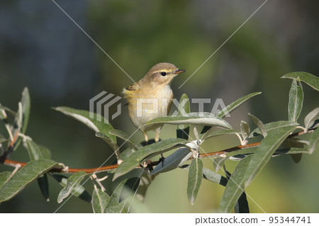 Portraits of common chiffchaff (Phylloscopus collybita) 95344741