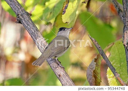 Male Eurasian blackcap 95344748