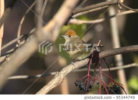 Female Eurasian blackcap 95344749