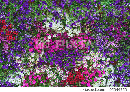 Colorful various flowers background 95344753