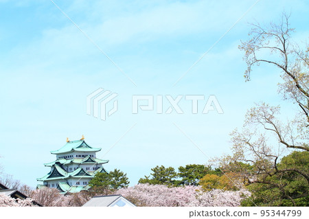 盛開的櫻花和名古屋城的風景 95344799