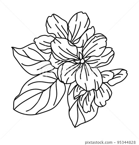 Illustration of apple tree flower. Beautiful decorative plant. Illustration of apple tree flower. Beautiful decorative plant. 95344828