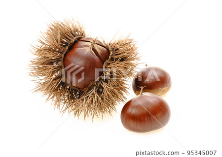 Chestnut fruit, harvest, autumn taste, chestnut, white background 95345007