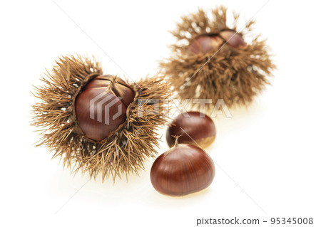 栗子果實，收穫，秋天的味道，栗子，白色背景 95345008