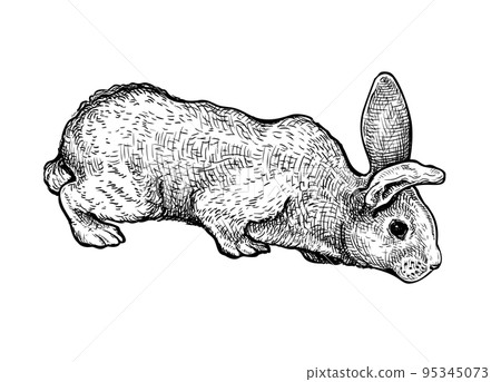 Rabbit hand drawn sketch 3 95345073
