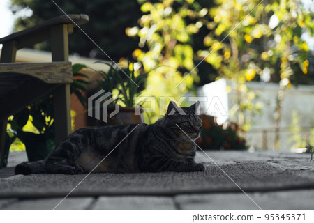 the cat is resting on the deck of the backyard against the background of the golden setting sun the cat is resting on the deck of the backyard against the background of the golden setting sun 95345371