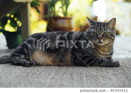 the cat is resting on the deck of the backyard against the background of the golden setting sun the cat is resting on the deck of the backyard against the background of the golden setting sun 95345422