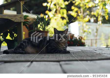 the cat is resting on the deck of the backyard against the background of the golden setting sun 95345434