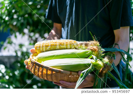 man harvesting corn 95345697