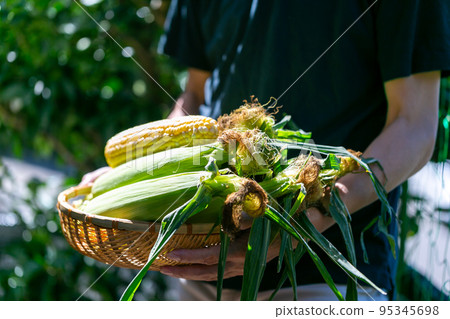 man harvesting corn 95345698