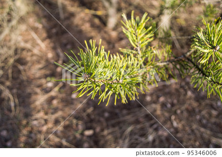 botany botany 95346006