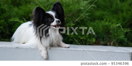 Papilion dog outdoors. Portrait of a black and white continental spaniel. Papilion dog outdoors. Portrait of a black and white continental spaniel. 95346396