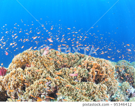 Tropical diving scenery 95346412