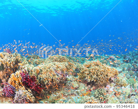 Tropical diving scenery Tropical diving scenery 95346418