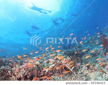 在美麗的熱帶海域浮潛之旅 95346423