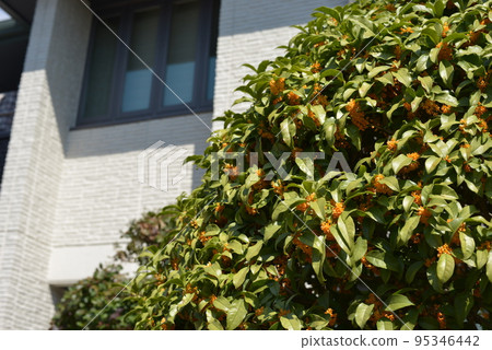 香犀花園樹十月燙髮時令花卉照片素材 95346442