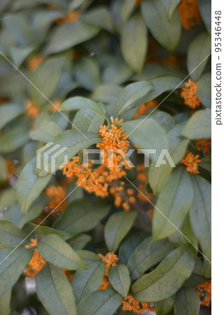 fragrant rhinoceros garden tree October perming seasonal flower photo material fragrant rhinoceros garden tree October perming seasonal flower photo material 95346448