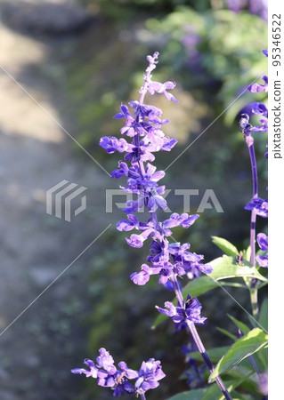 粉萼鼠尾草 紫花 95346522