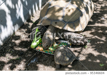 騎烏龜赫爾曼烏龜Rikugame 騎烏龜赫爾曼烏龜Rikugame 95346604