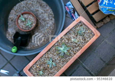 Oborozuki Grapara 葉仙人掌肉質植物 95346610