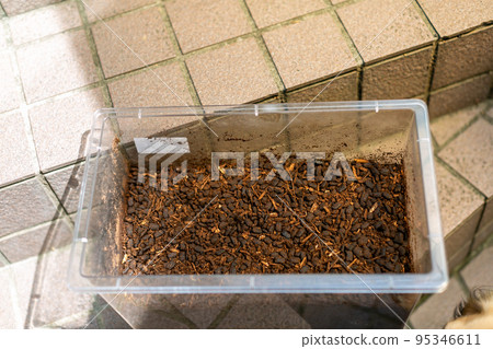 甲蟲繁殖墊交換大力士甲蟲 95346611