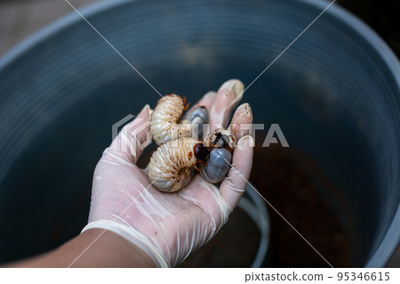 Beetle breeding Mat exchange Hercules beetle 95346615