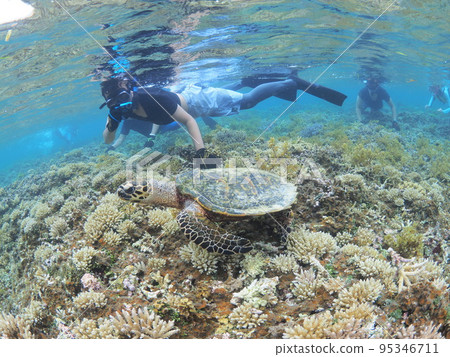 Sea turtle and snorkeler 95346711