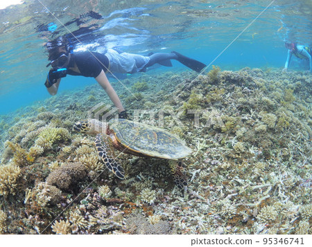 與海龜和人類互動 95346741