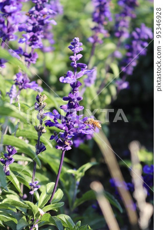 粉萼鼠尾草 紫花 95346928