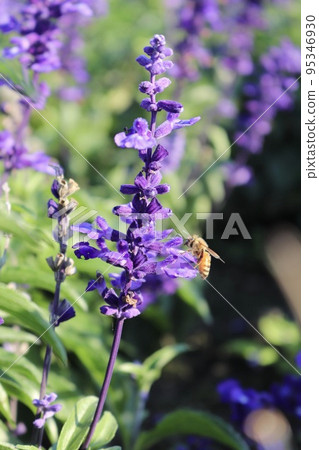 粉萼鼠尾草 紫花 95346930