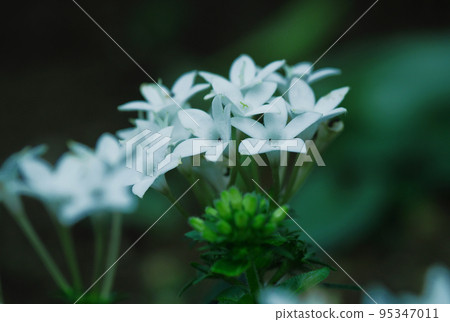 五硫化二磷 95347011