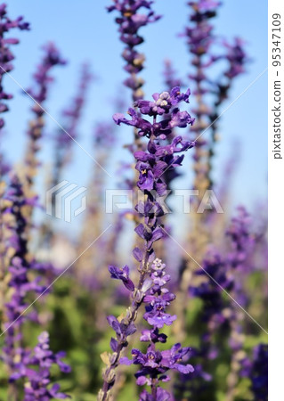 粉萼鼠尾草 紫花 粉萼鼠尾草 紫花 95347109